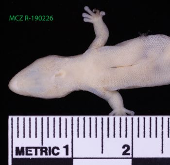 Media type: image;   Herpetology R-190226 Description: Specimen photo;  Aspect: head ventral